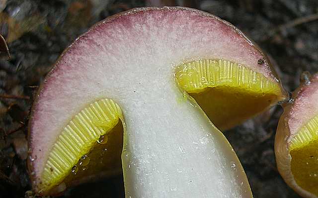 Aureoboletus gentilis     (Qul.)      Pouzar